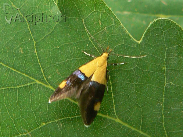 Oecophora bractella
