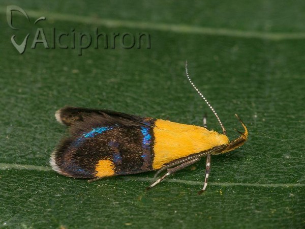 Oecophora bractella