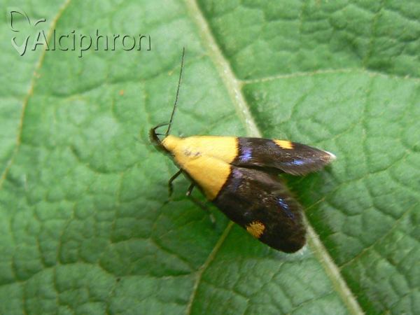 Oecophora bractella