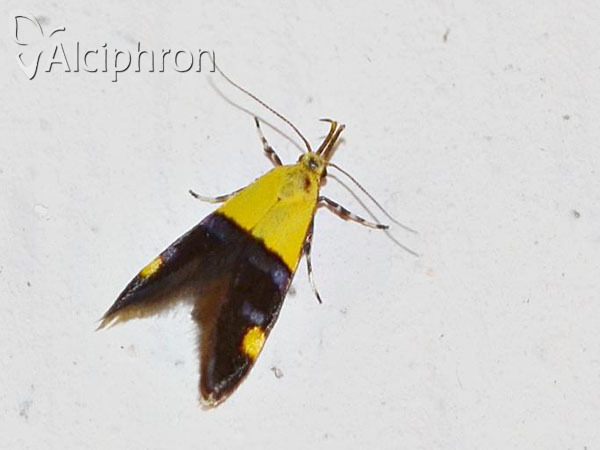 Oecophora bractella
