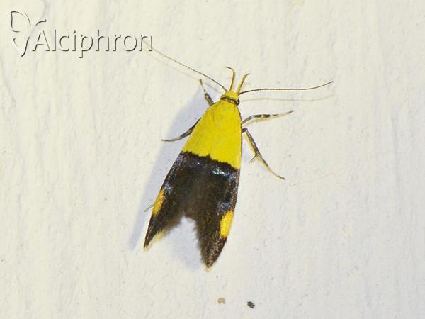 Oecophora bractella