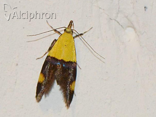 Oecophora bractella