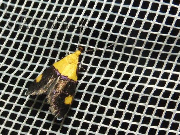 Oecophora bractella
