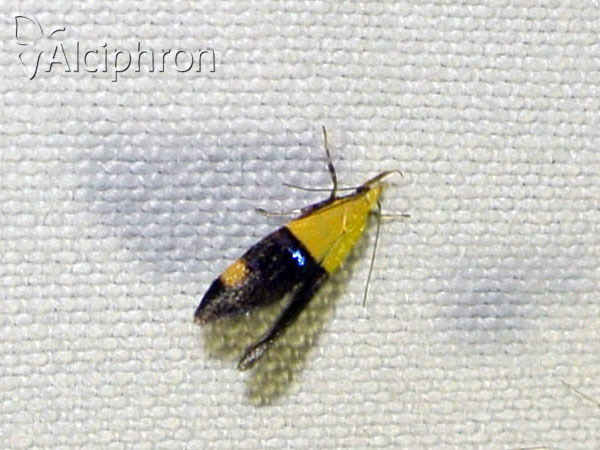 Oecophora bractella
