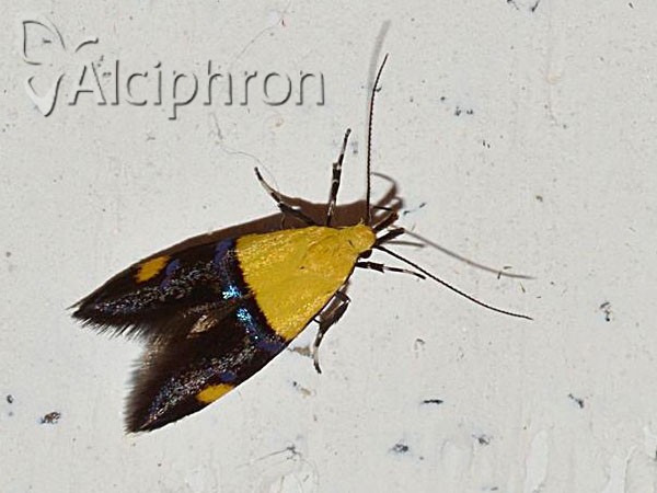 Oecophora bractella