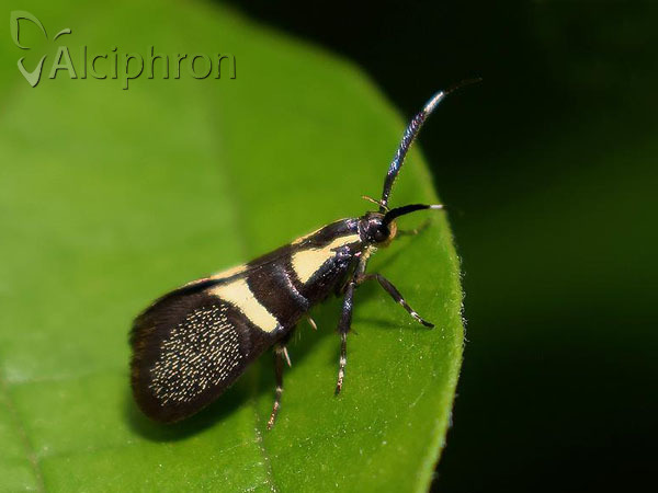 Dasycera oliviella