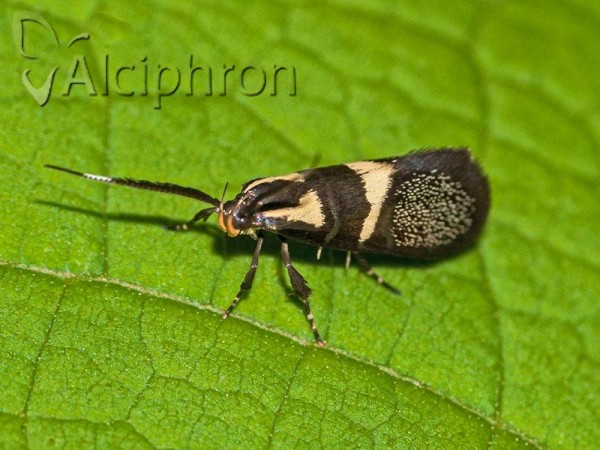 Dasycera oliviella