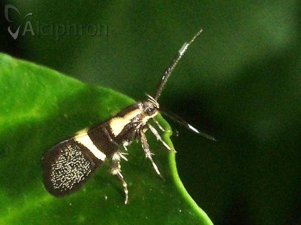 Dasycera oliviella