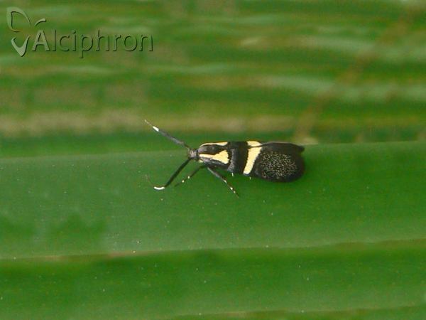 Dasycera oliviella