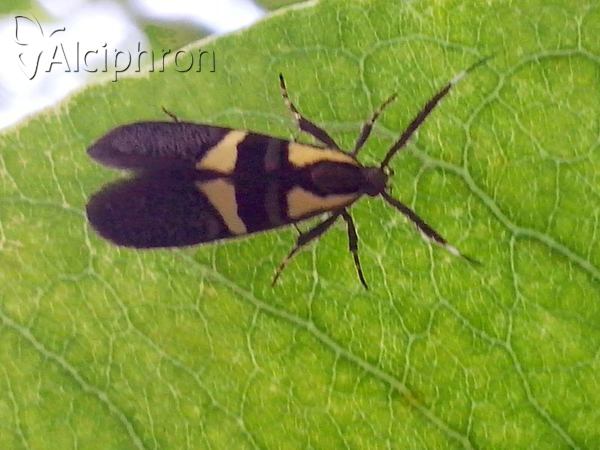 Dasycera oliviella