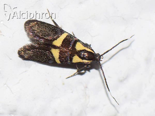 Dasycera oliviella