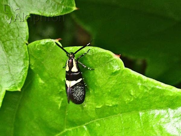 Dasycera oliviella