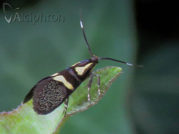 Dasycera oliviella