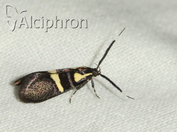 Dasycera oliviella
