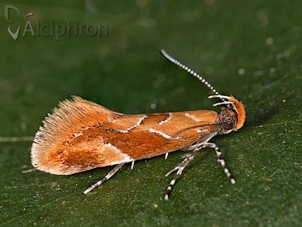 Epicallima formosella