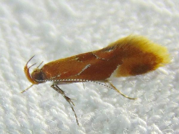 Epicallima formosella