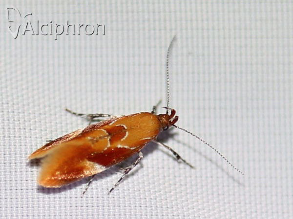 Epicallima formosella