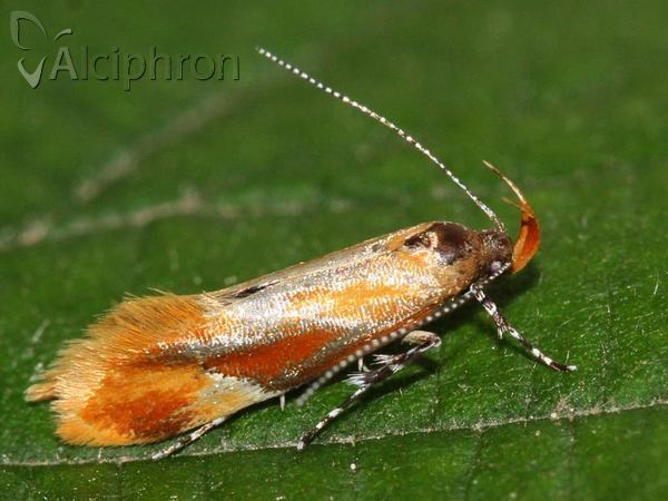 Epicallima formosella