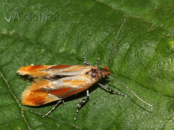 Epicallima formosella