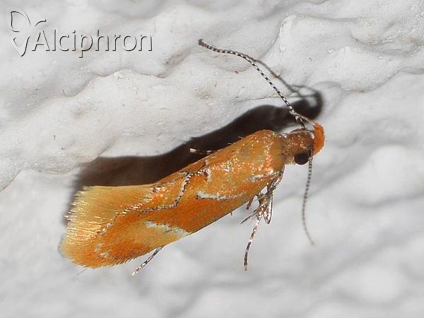 Epicallima formosella
