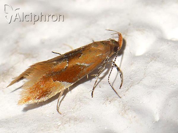Epicallima formosella