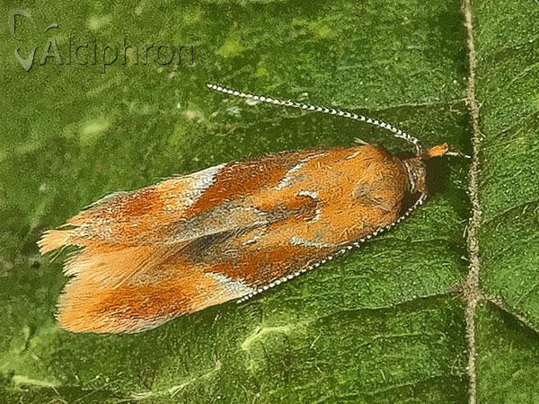 Epicallima formosella