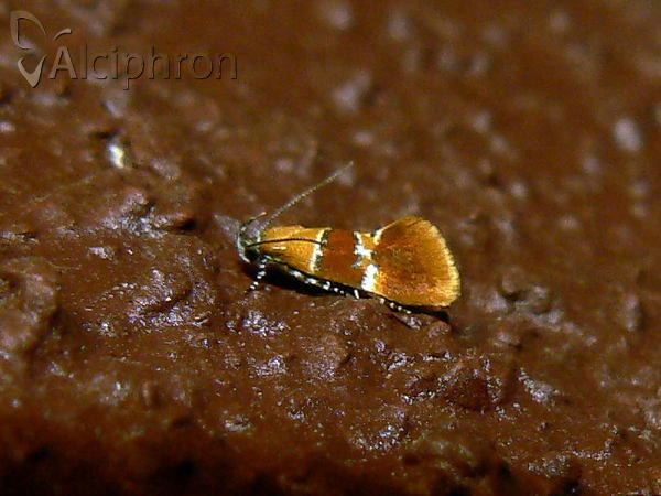 Epicallima bruandella