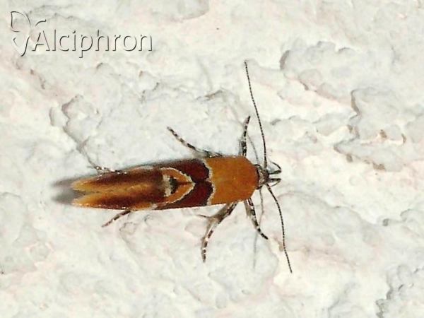 Epicallima bruandella