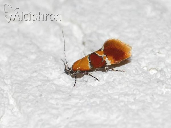 Epicallima bruandella