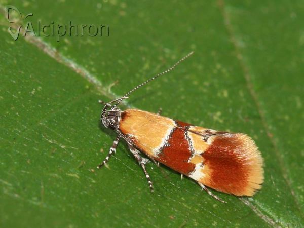 Epicallima bruandella
