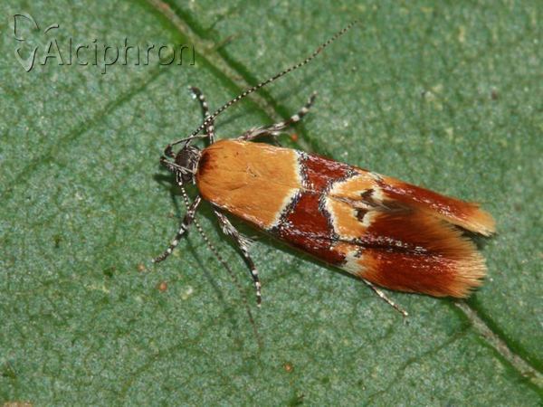 Epicallima bruandella