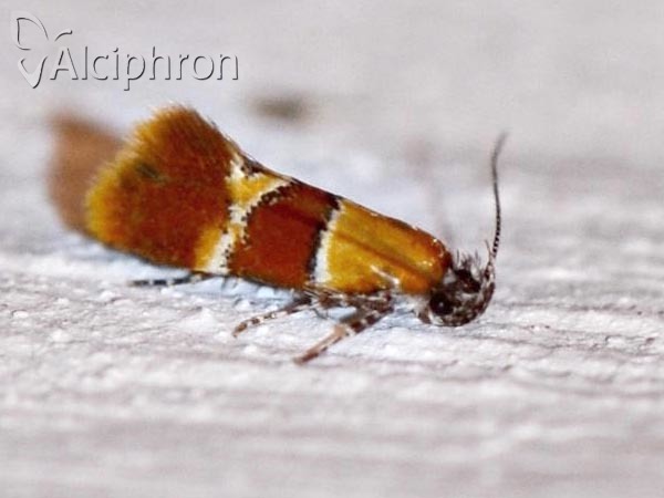 Epicallima bruandella