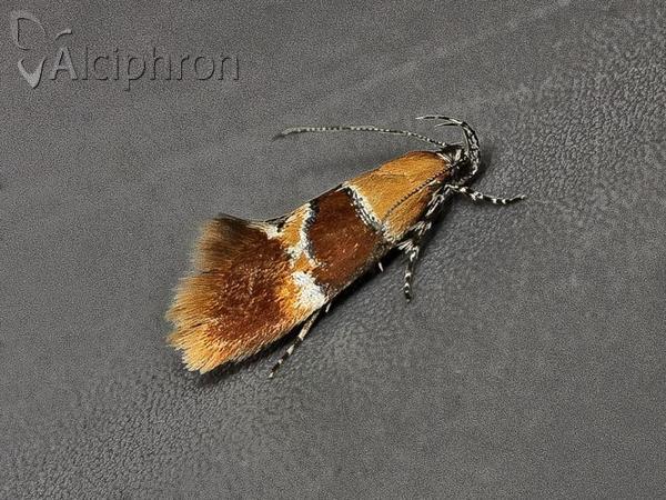 Epicallima bruandella