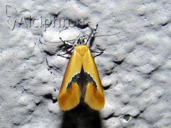 Batia lunaris