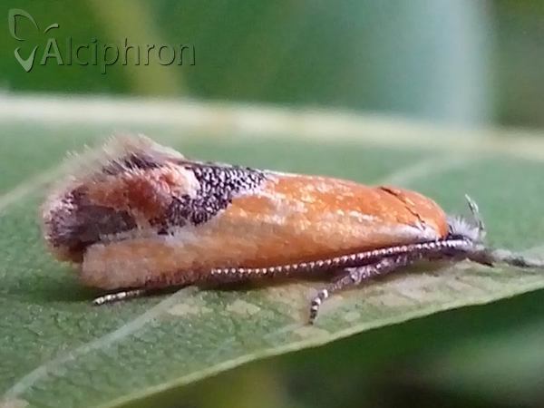 Batia internella