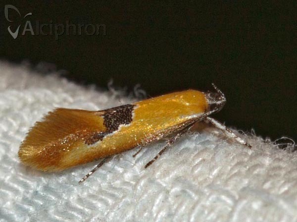 Batia internella