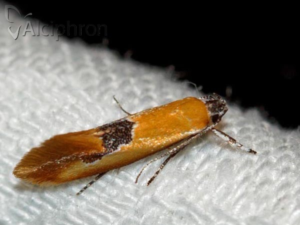 Batia internella