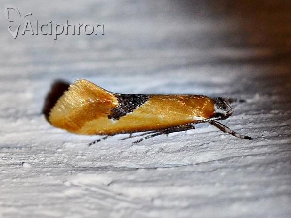 Batia internella