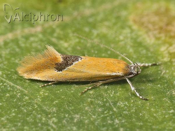 Batia internella