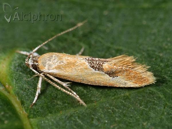 Batia internella