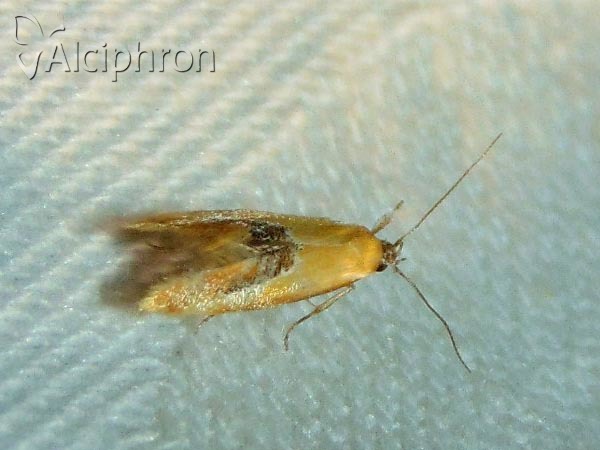 Batia internella