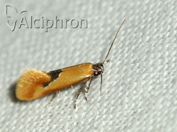 Batia internella