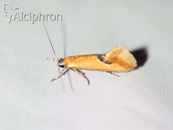 Batia lambdella