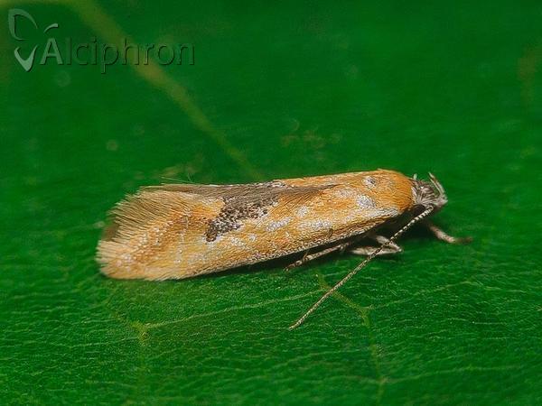 Batia lambdella