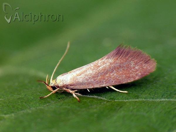 Crassa tinctella