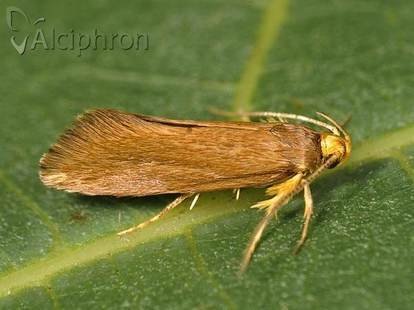 Crassa unitella