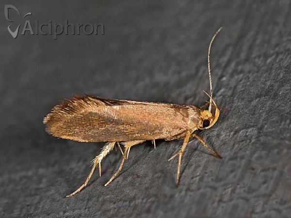 Crassa unitella