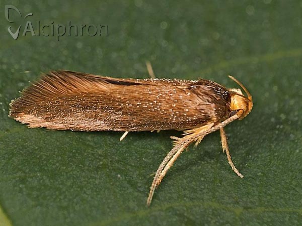 Crassa unitella