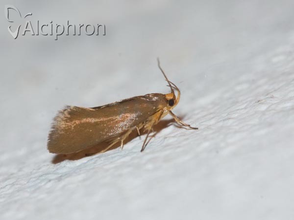 Crassa unitella
