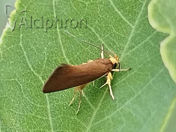 Crassa unitella